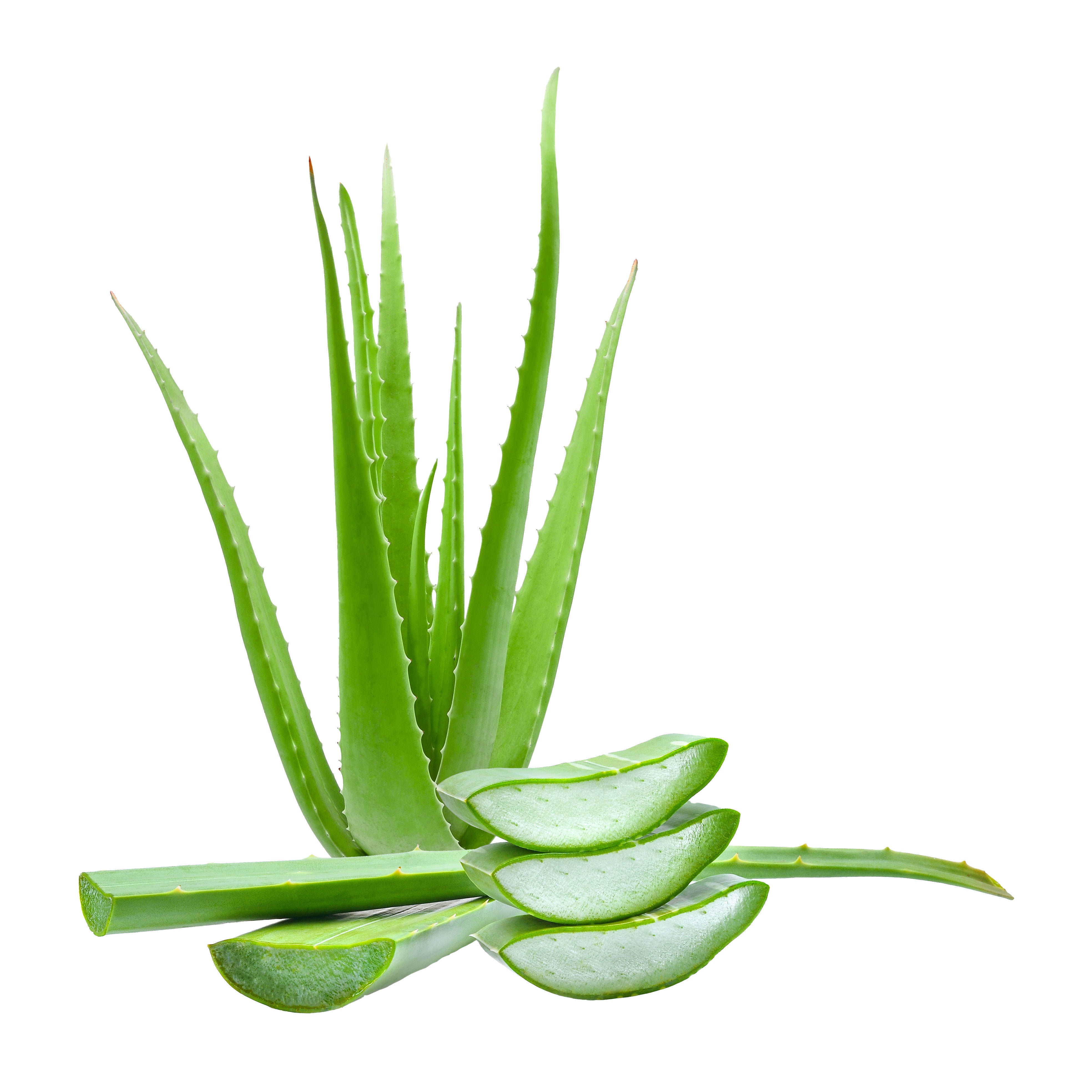 Planta de aloe vera - Pudra de aloe vera