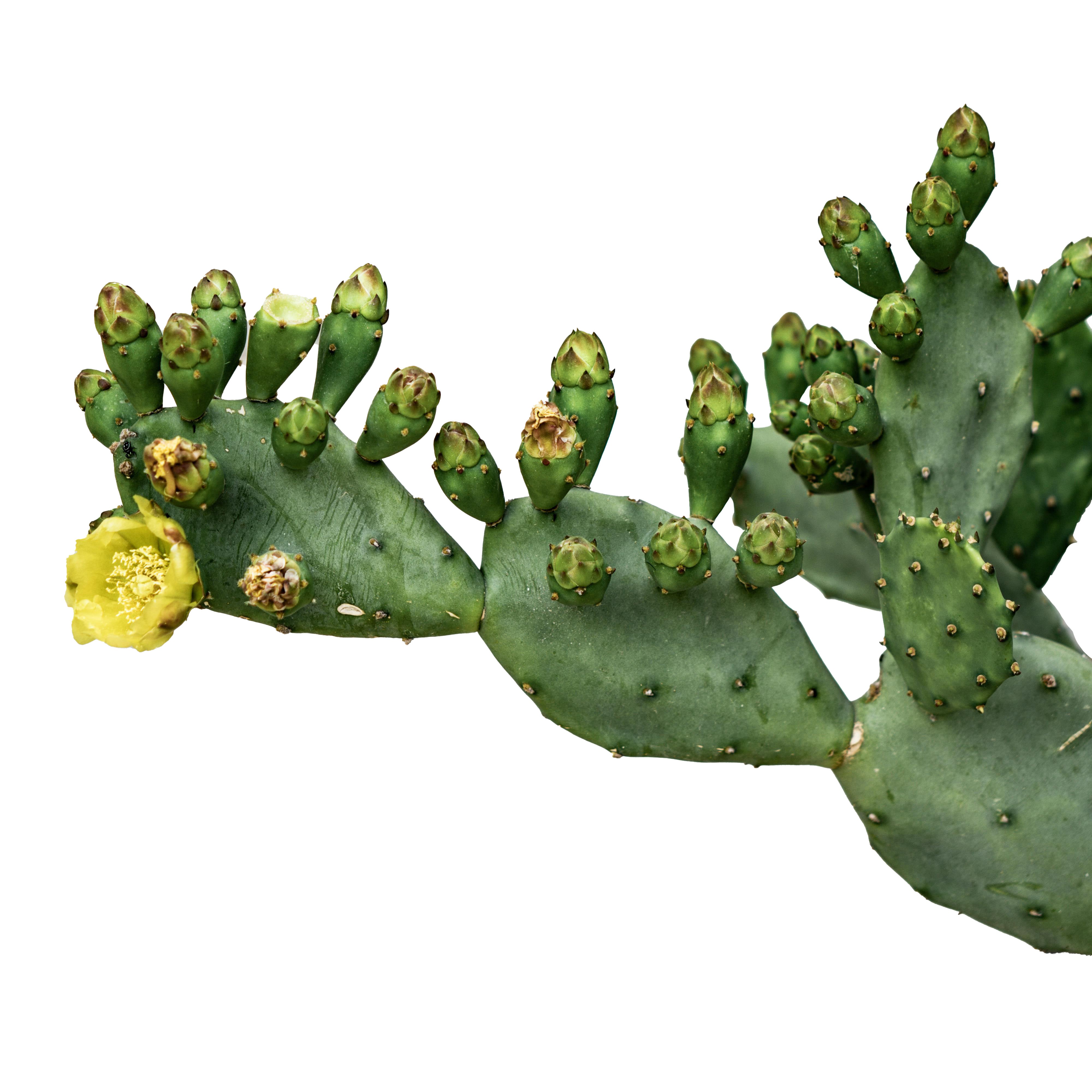 Cactus.jpg