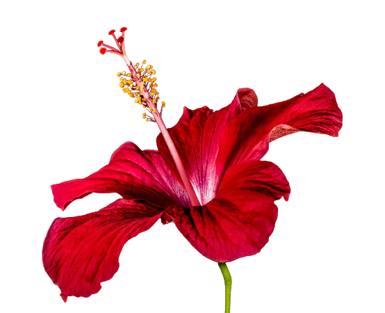 Floare de hibiscus - Pudra de hibiscus