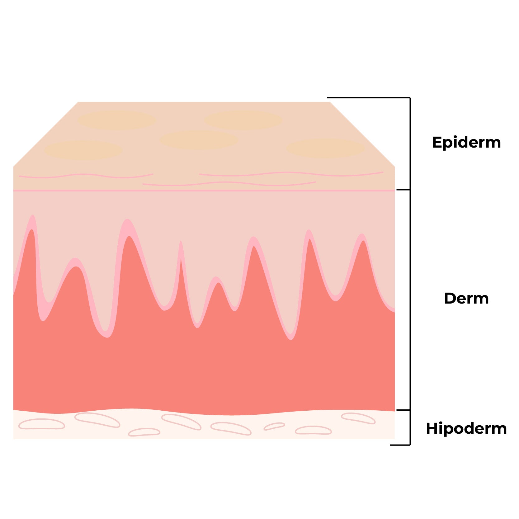Schema structurii pielii