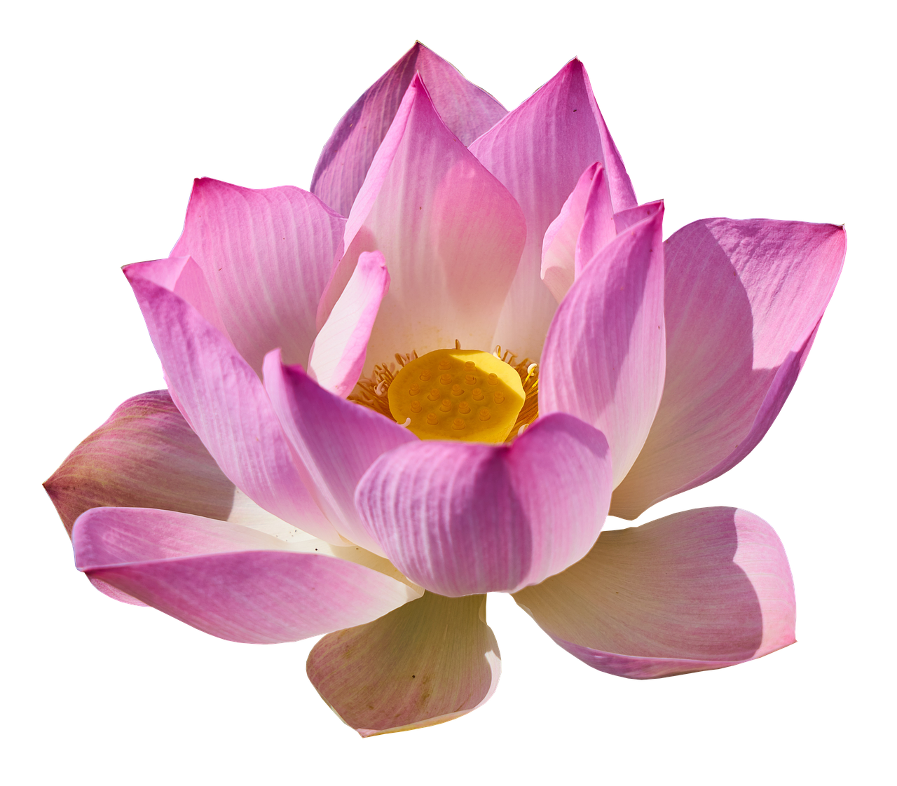 Floare de lotus - Pudra de lotus